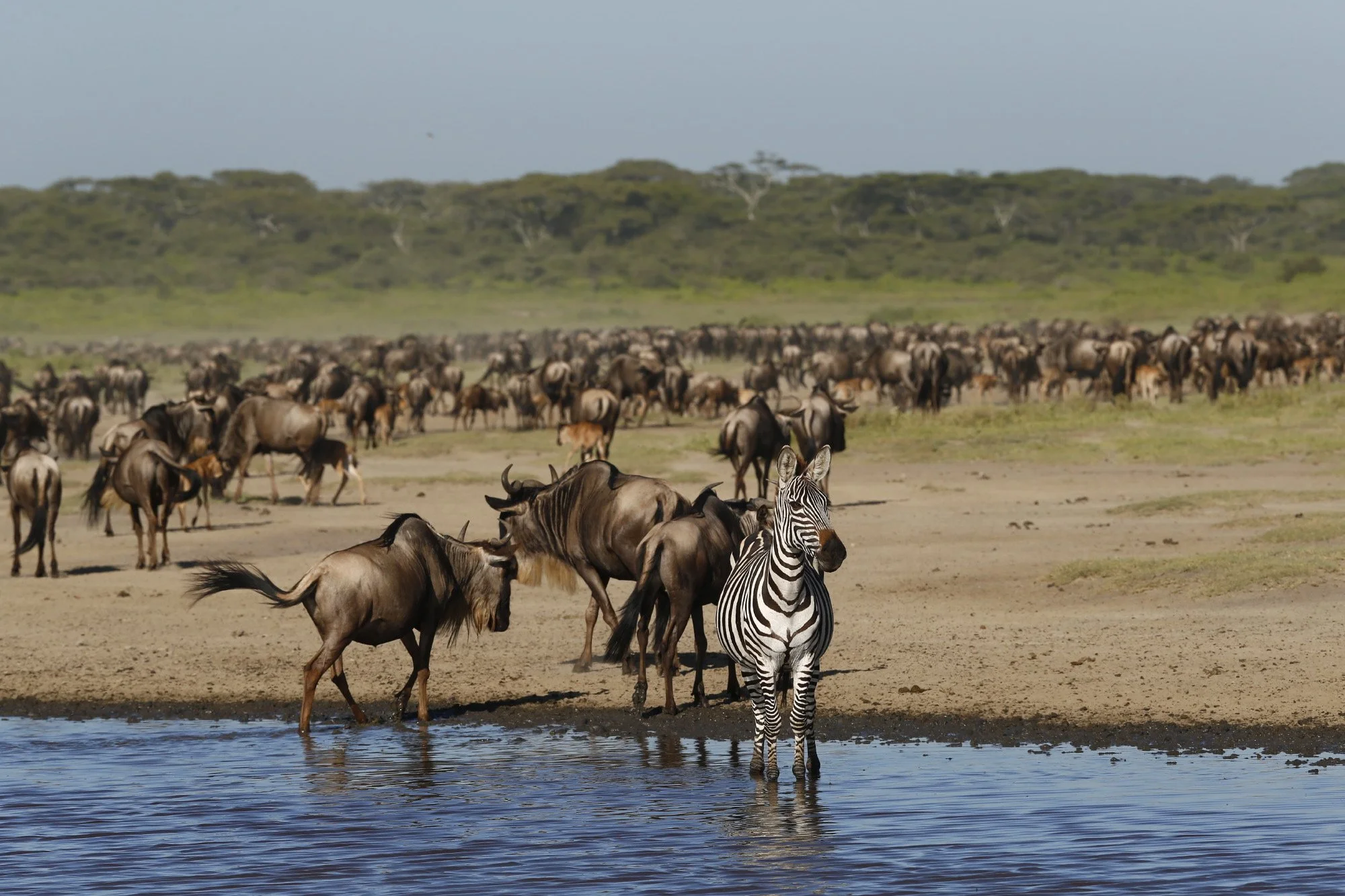 Serengeti: Natural Order on the African… Serengeti: Natural Order on the African Plain: Iwago, Mitsuaki